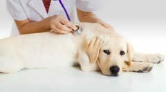 Inkontinencia moču u psa: príčiny, liečba, prevencia