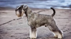 Lacné psov stredná veľkosť: popis a fotografie