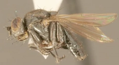 Olejový pobrežný pobrežný