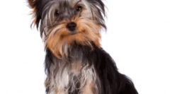 Neblokovacie plemená psov