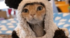 Nemecký rex: funkcie plemena