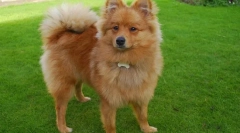 Nemecký spitz (foto): hravé a venovaný priateľ