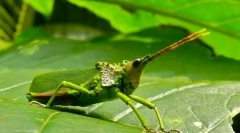 Neobvyklé formy hmyzu