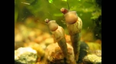 Neobvyklé a lacné obyvatelia akvária