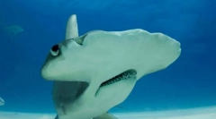 Neobvyklé a zábavné názvy rýb