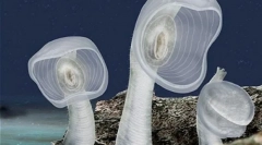 Neobvyklé obyvatelia hĺbky mora