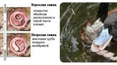 Neobvyklé pohlavné orgány obyčajných husív