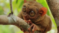 Nezvyčajné zvieratá