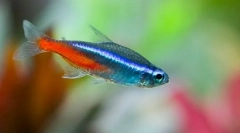 Neons (paracherodonidae)