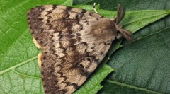 Rozbalenie priadky morušov