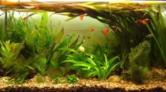 Nedôvodné ryby a rastliny pre domáce akvárium: základy aquars