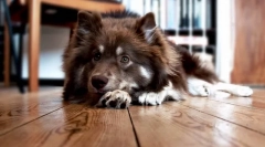 Nepríjemný zápach úst u psov: možné príčiny