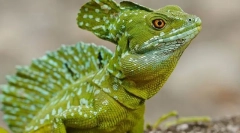 Systém nervového plazov