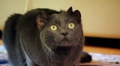 Neuveriteľné domáce zvieratá: slávne mačky-mutanty