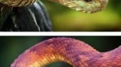 Neuveriteľné zvieratá a hmyz, ktorého existencia je ťažké uveriť