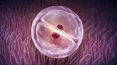 Nie je možné: gemini vo svete zvierat