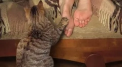 Nuansy výchovy mačiatka a najčastejšie chyby