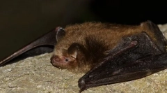 Trojfarebné nočné svetlo