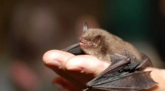 Nočné svetlo. Netopiere