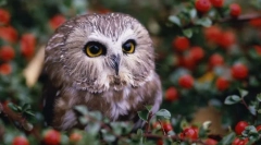 Nočné stráže - sovy