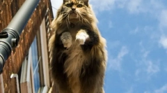 Nórska lesná mačka (foto): láskavosť, zatvorená v severskom charaktere