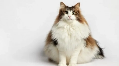 Nórska lesná mačka