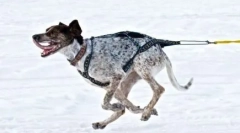 Nórske šport methis: nové plemeno jazdných psov