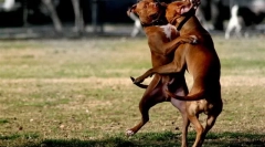 O boji proti plemená ticho slovo