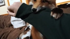 O líškách ako domáce zvieratá domáce zvieratá