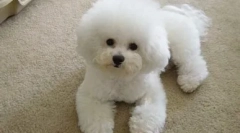 O plemenách psov bishon frize