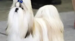 O plemene psov shi-tzu