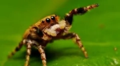 O tom, čo si pavúk informuje vo voľnej prírode a doma