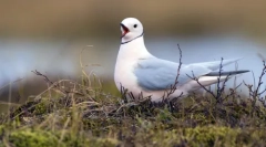 Obyvatelia arktídy: najsevernejšie zvieratá na svete
