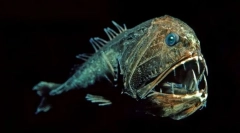 Obyvatelia hĺbky mora