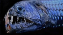 Obyvatelia nezmenených hĺbky oceánu na fotografiách davida robel