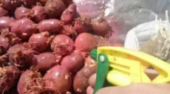 Zemiaková liečba pred pristátím