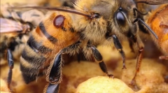 Otočenie liečby včely