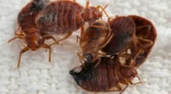 Spracovanie izieb z chýb hot hman