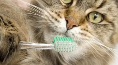 Spoločná hygiena pre mačky