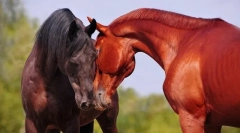 Rezanie koní medzi sebou