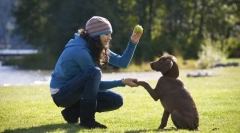 Školiace hlavné tímy šteňa