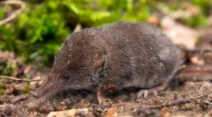 Obyčajná barozubka