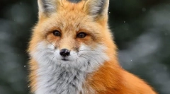 Obyčajná líška (červená liser)