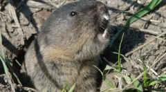 Obyčajný slepushonka