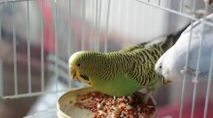 Preskúmanie prívesu wavy parrot