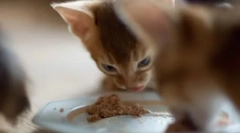 Povovost recenzia pre mačky