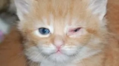 Prehľad najčastejších ochorení očí u mačiek