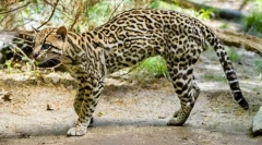 Ocelot (fotografie): dalitz dali a ďalšie fanúšikovia exotické