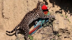 Ocelot - najkrajšia mačka na svete