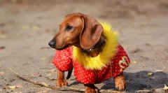 Oblečenie pre psov: história psieho módy